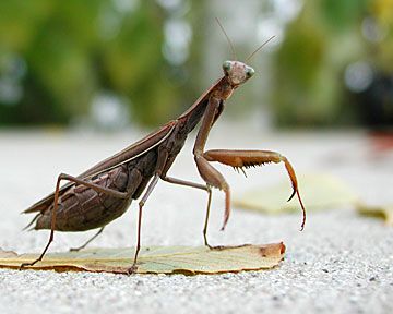 mantis.jpg